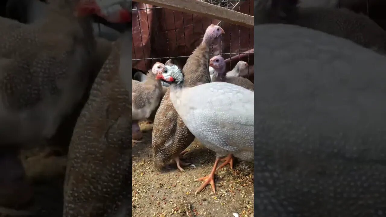 Red eyed silver, pied lavender, red eyed cinnamon and chocolate guinea fowl keets