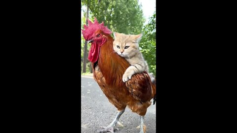 Cat wants to drive a Ferrari, too