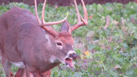 Big Illinois buck destroys brassicas UP CLOSE