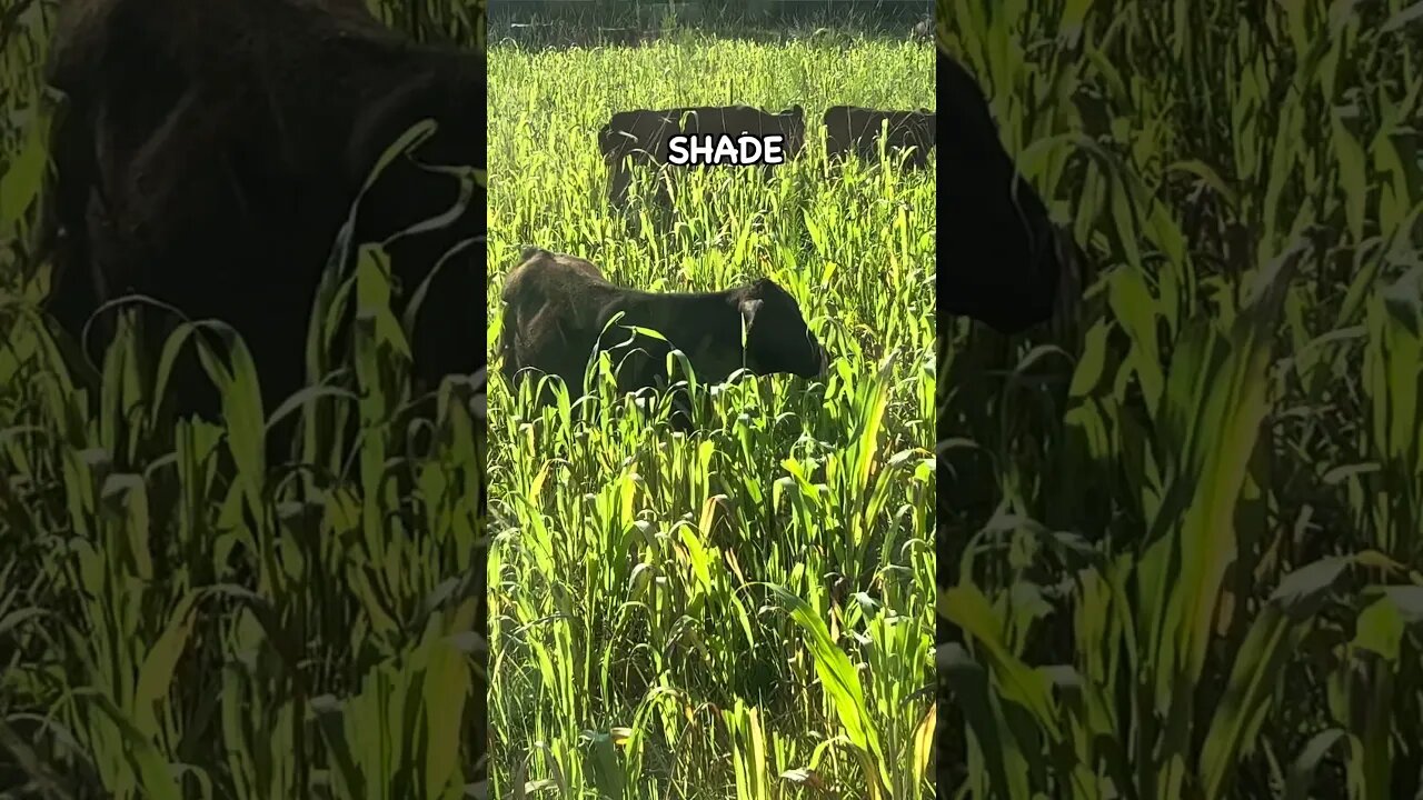 Managing Cows on Sorghum Sudan #covercrops #soilhealth #regenerativeagriculture