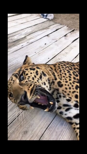 Playing With A Leopard!