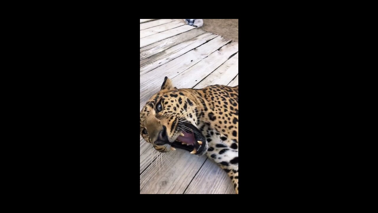 Playing With A Leopard!