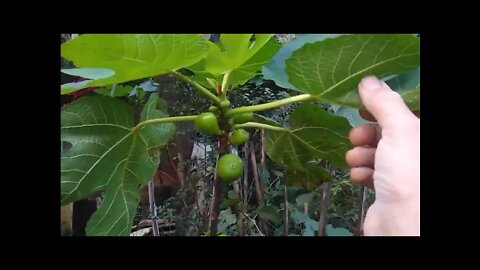 Novas frutiferas Cambucá de praia caferana limão caviar amora chilena pitangatuba 24/06/21
