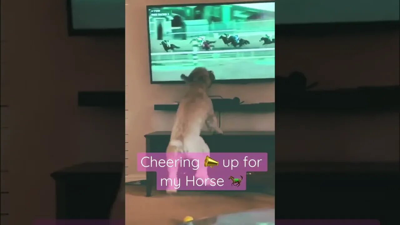 Cheering 📣 up for my Horse 🐎!!! #mustwatch #likeandshare #entertainment #funny #support #cute