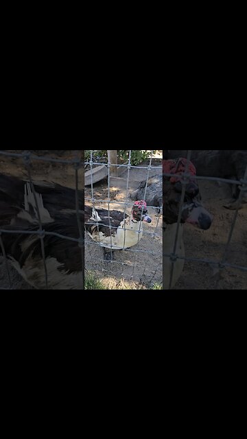 Fred The Frankenstein Duck