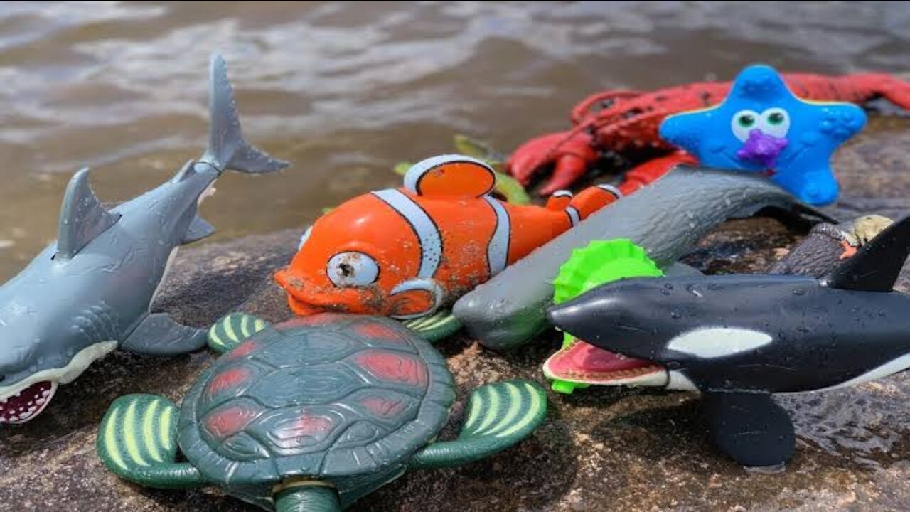 SEA ANIMAL TOYS VIRAL VIDEO