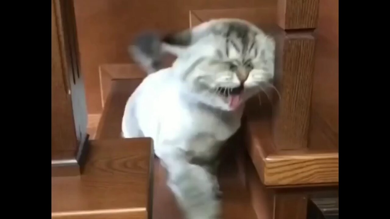 funny cat