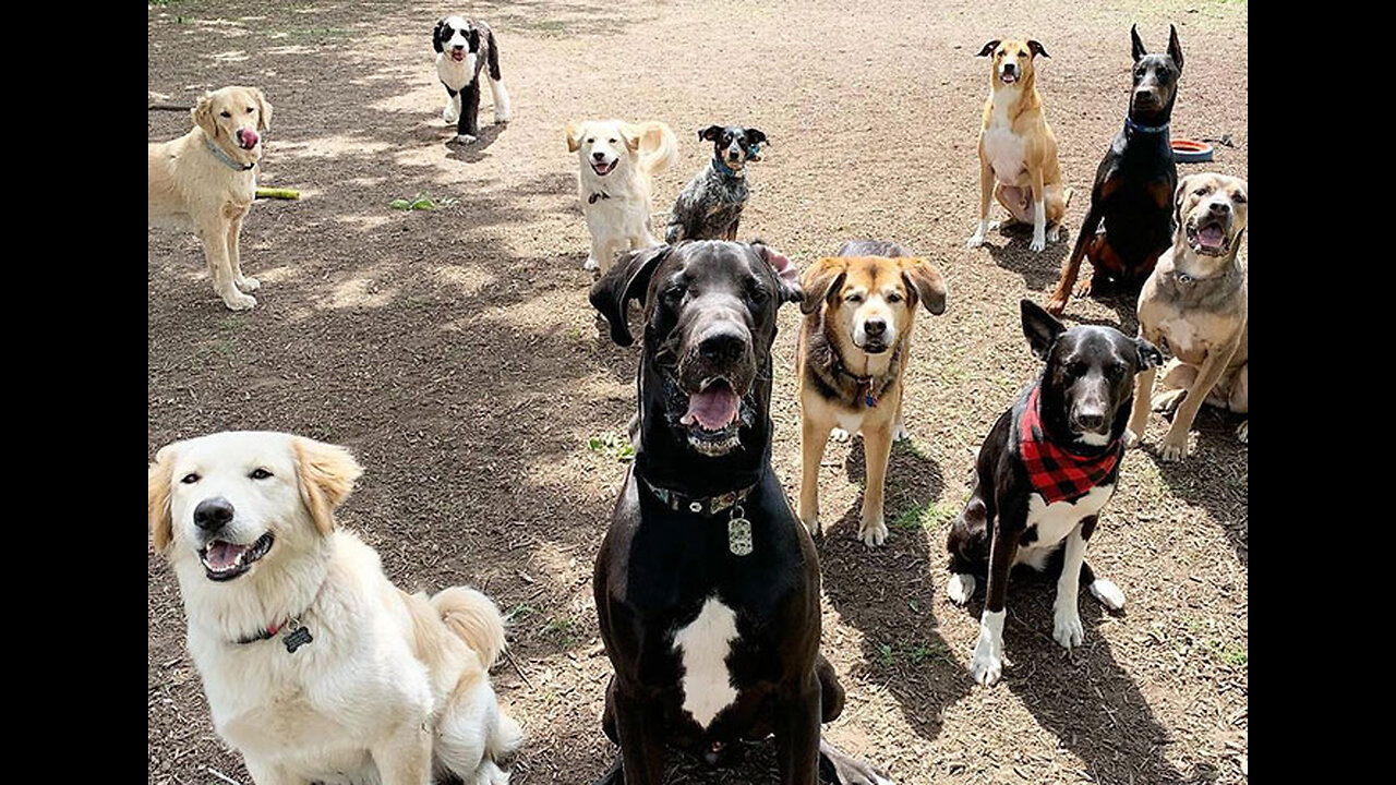 Doggie School Bus picks up pups for 'school'