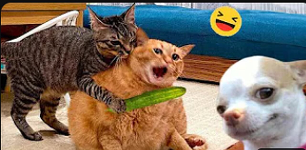 FUNNY ANIMALS VIDEO CAT DOGnnycats.