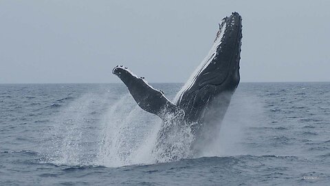 Whales