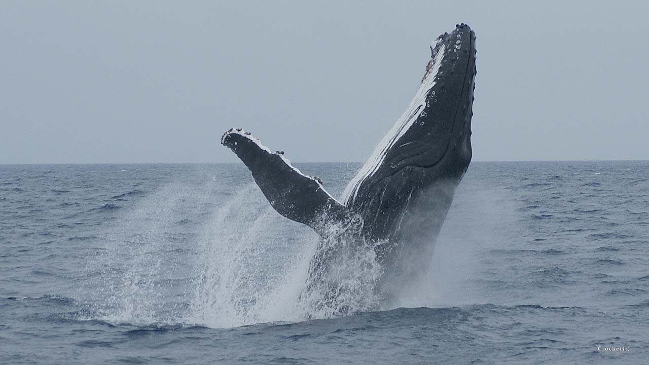 Whales
