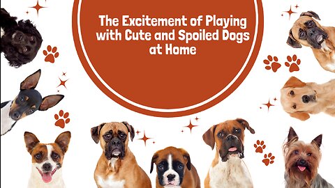 The Excitement of Playing with Cute and Spoiled Dogs at Home