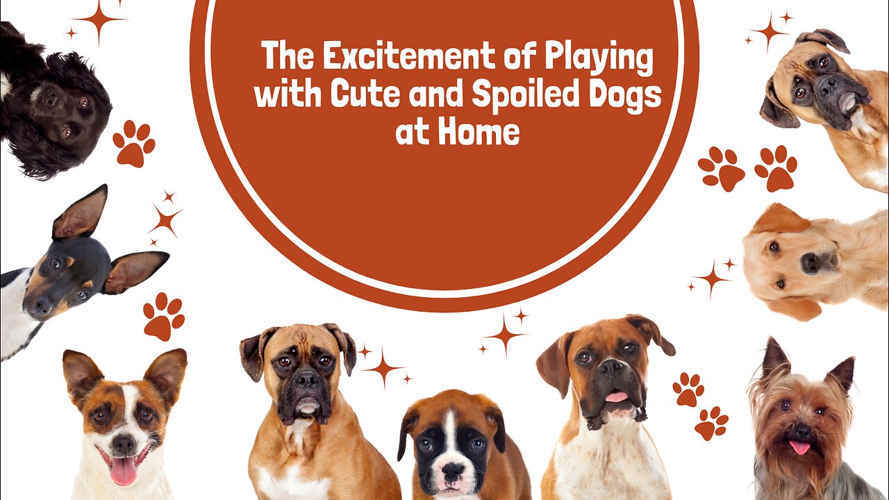 The Excitement of Playing with Cute and Spoiled Dogs at Home