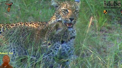 Leopard And Cub - Life Outside The Bushcamp - 9: Preparing For A Live Appearance On Africam