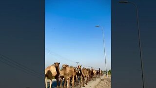 Camel Sounds #Shorts 🎙