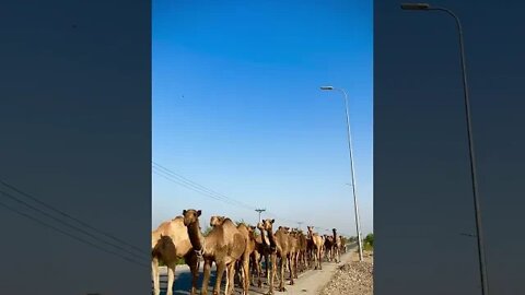 Camel Sounds #Shorts 🎙