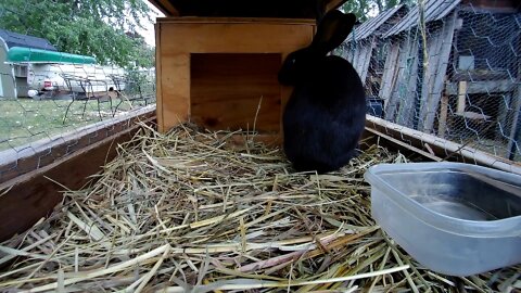 Young Rabbit in the hutch!