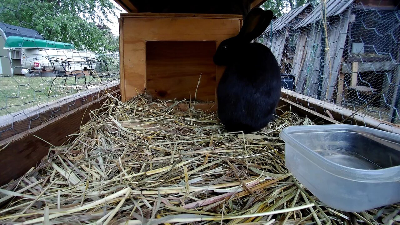 Young Rabbit in the hutch!