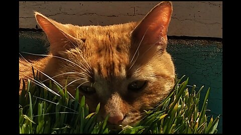 City cat and grass.