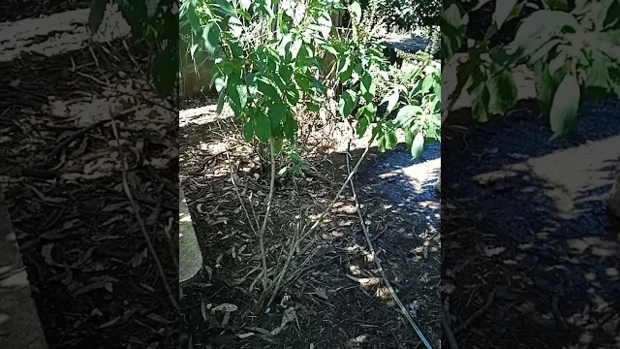 Camphor Basil Bush 30th July 2021