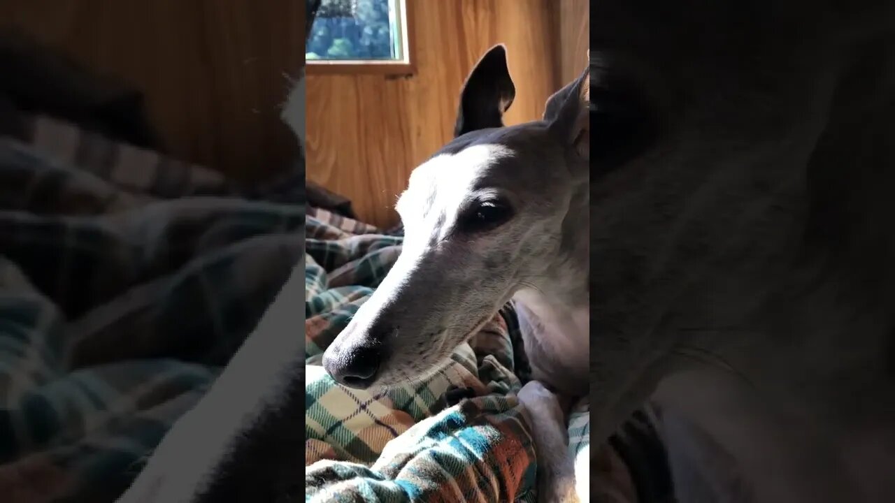 Whippet falls asleep to bird songs. Listen with sound on