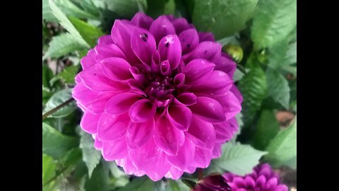 19 of 81, Poems from the Tao, Spoken Word
