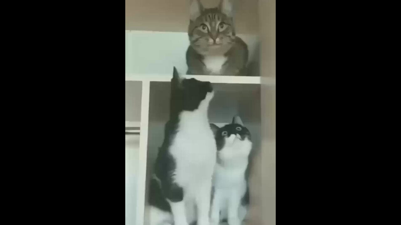 Funny animals