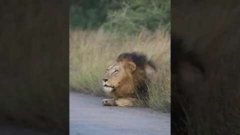 Trichardt male , making his presence heard 🦁🦁