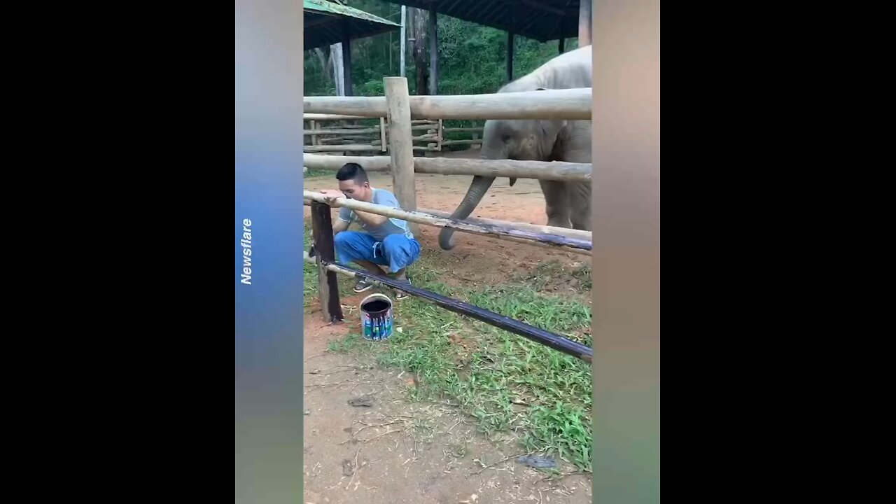 Baby elephant play