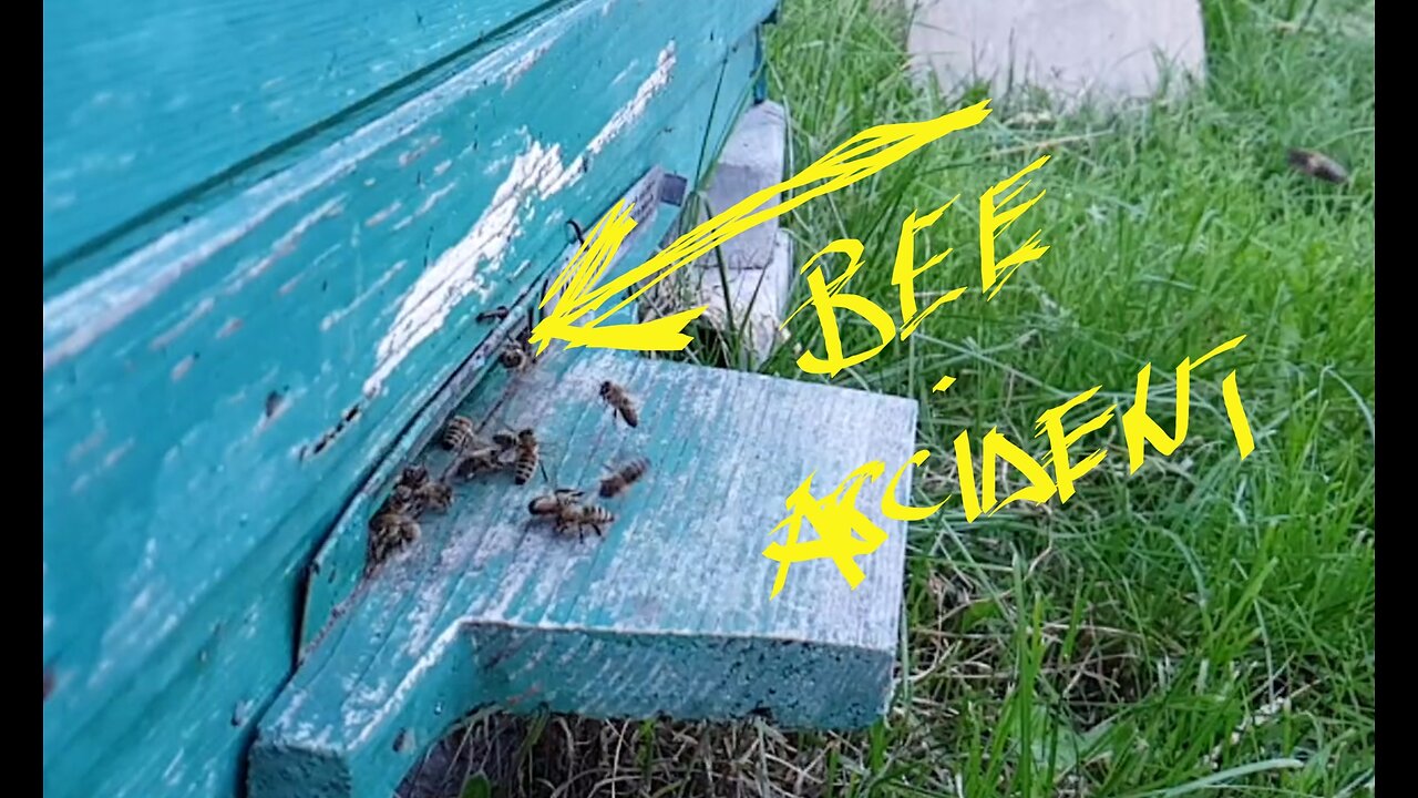 Undercover footage - You've never seen bees collide flying into a hive!