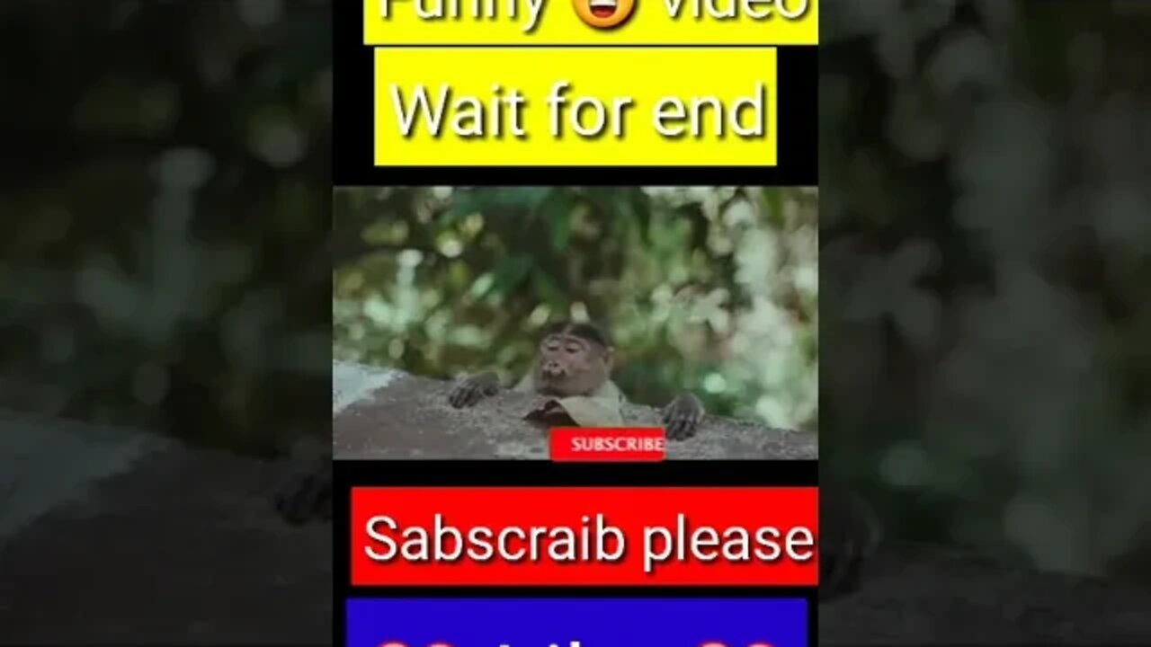 monkey funny 😂😁😁 video || YouTube shorts || #shorts #funny #trending #youtubeshort #youtube