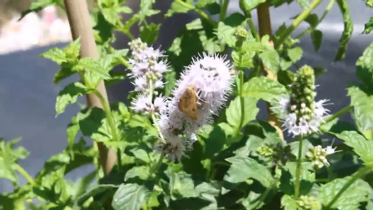 T Bird And Reds - A chat bout moths and worms 🚫🦋🐛