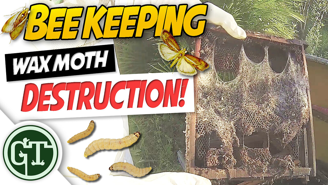 Wax Moths in Beehive - Moving Bees into New Hive