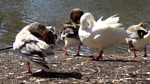 CatTV: Group Duck Cleaning