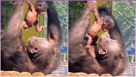 Monkey Plays and kisses her baby like a Human