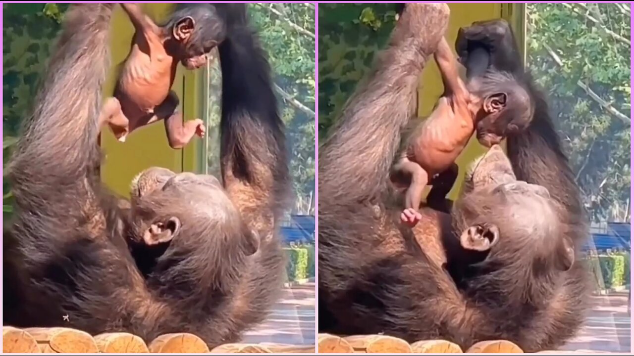 Monkey Plays and kisses her baby like a Human