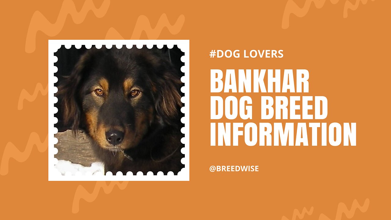 Bankhar Dog Breed: Traits, Temperament, and Characteristics