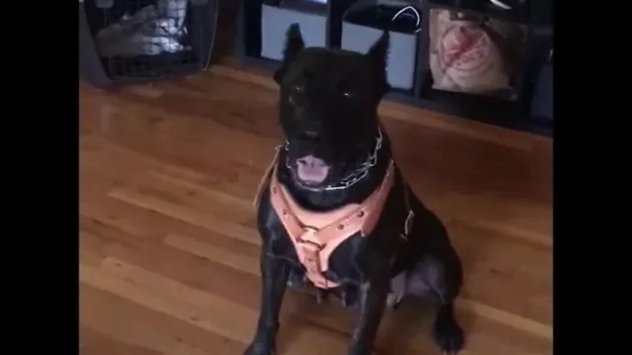Onyx at Ian's place