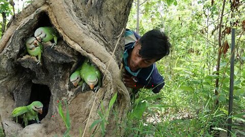 Find A Family Of Parrots _ Many Birds.