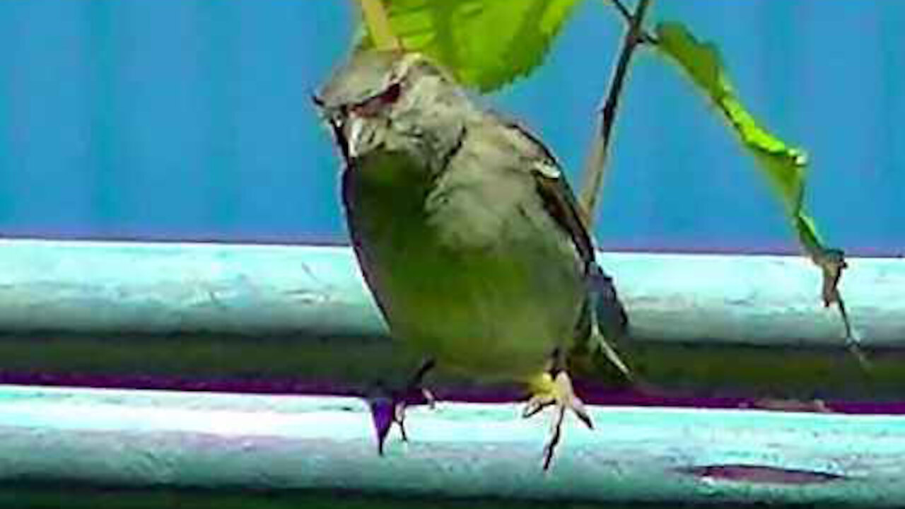 IECV NV #374 - 👀 House Sparrows Out In The Backyard 5-29-2017