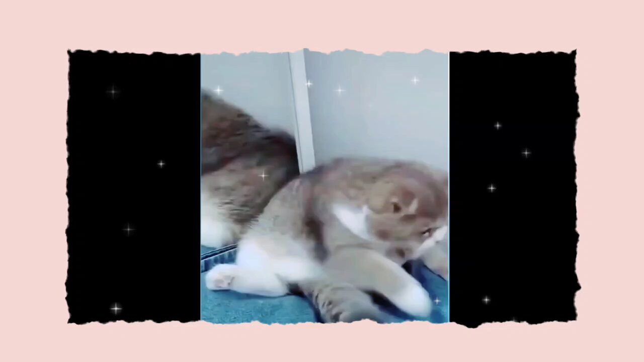 cute cats 😻😻