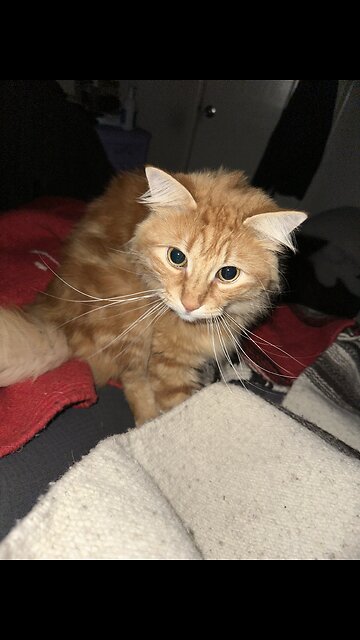 (use code POISONHARMONY for $ off) ##motifbeauty##makeup##skincareroutine ##cleanser