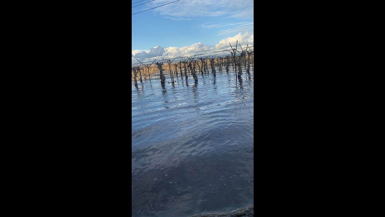 Flooded grapevines in Delano Outskirts. #delano #california #flooding