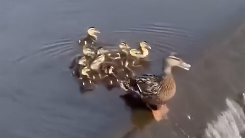 Mom duck said; ''One for all, all for one.''