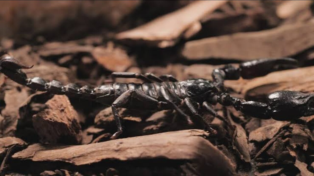 Black scorpion walking closeup Black scorpion walking on pieces of wood. Scorpion,