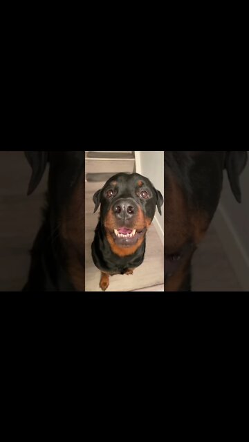 His Mouth Moves Perfectly 🥰 Rottweilers #shorts #rottweiler #dogs
