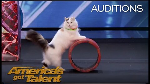 The Savitsky Cats: Super Trained Cats Perform Exciting Routine - America's Got Talent 2022