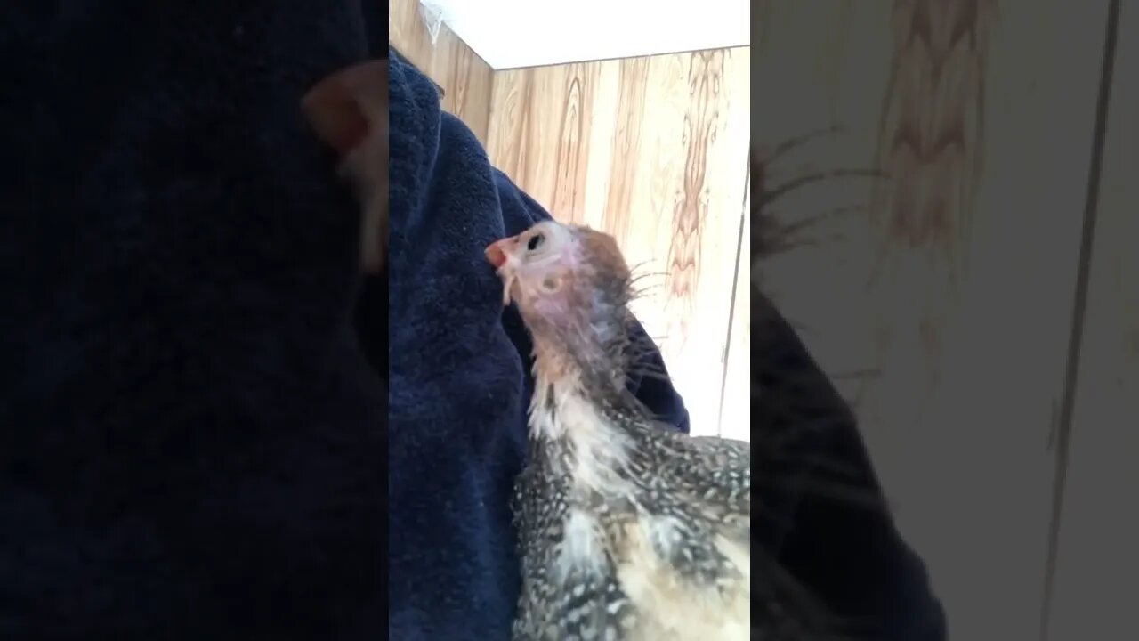 Cutest baby guinea fowl is a girl now called Penny.