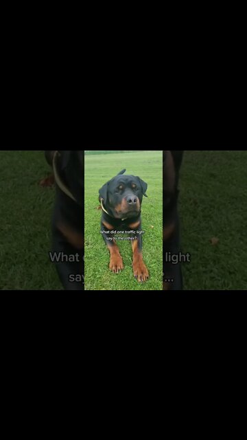 Can this dog make you smile 😃 rottie #shorts #rottweiler #dogs