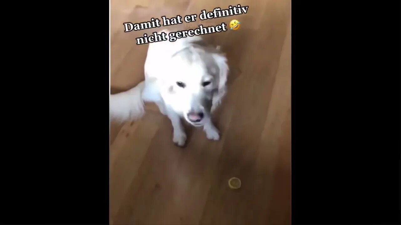 Funny Videos - Best videos in 2022 😂😂